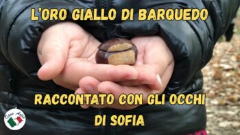 L’oro giallo di Barquedo – raccontato con gli occhi di Sofia