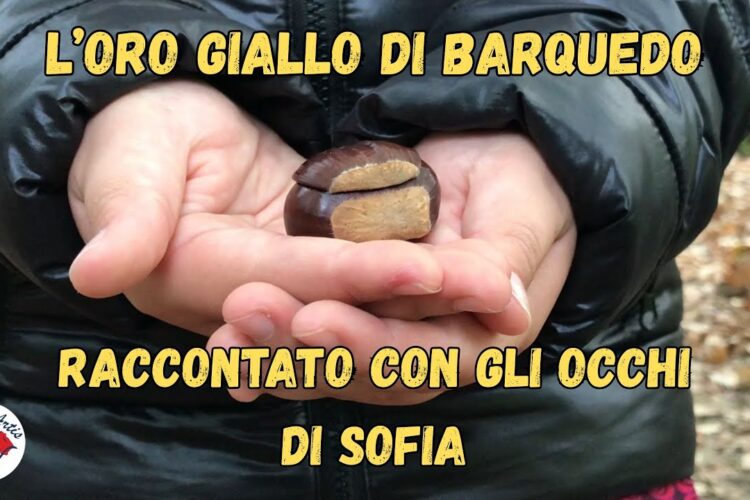 L’oro giallo di Barquedo – raccontato con gli occhi di Sofia