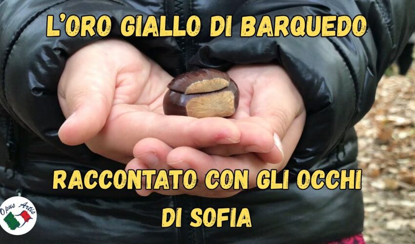 L’oro giallo di Barquedo – raccontato con gli occhi di Sofia
